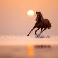 (..OMAR..) (@o1o2o3o4o5o6o7g) 's Twitter Profile