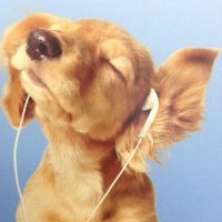 Buveuse2AGP (@dogmoder_) 's Twitter Profile Photo Buveuse2AGP (@dogmoder_) 's Twitter Profile Photo