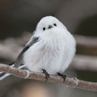 莉央 (@wpdpwgmgw) 's Twitter Profile