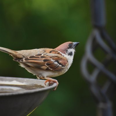 Chudai_jav_NAXw's profile picture. 