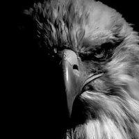 ابو الحارث الزبيري .. (@hamz_hani61194) 's Twitter Profile