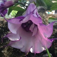 The Humble Wonderspores (@wonderspores) 's Twitter Profile