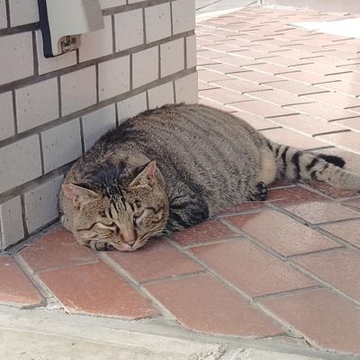 freedom1211814's profile picture. OW：ハム＆ゲンジ メイン 　サブ垢 @FREEDOMsub19562 Twitch https://t.co/uVqmHaN0vP クリップもあげます Twitchもフォローしてくれると嬉しいです🙏 TikTok @freedom.ow