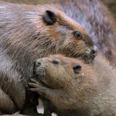 gessyphoto's profile picture. 自分で撮った生き物写真アカウントです。
無断転載は、厳禁です。