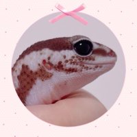 のの💌 (@nono_hachu) 's Twitter Profile