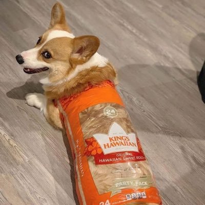 TyTjn's profile picture. Tommy Trojan