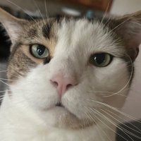 zest (@radz3st) 's Twitter Profile