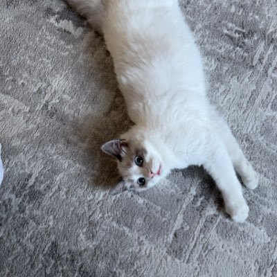 rahulraikad15's profile picture. 