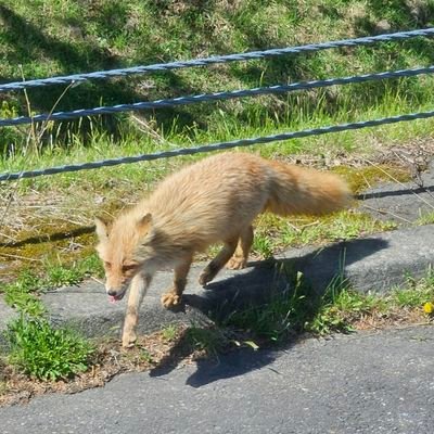 旅が大好きで、仕事をしながら全国の観光地、自然巡りを楽しんでいます。主に巡った写真を投稿します。いいね!等いただければ励みになります。| 写真撮影も好き📸(一眼レフ)| ゲームも好き🎮 | 今年は登山に挑戦したい🗻| カメラ📸: Nikon D850 | X開始:📅2025/8/12 | DMは❌