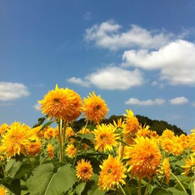 sunnyhiyori's profile picture. 太陽と海に呼ばれると、すぐに出かけたくなるタイプです🌻