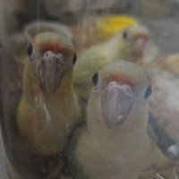 ポェ (@yakuruto_0330) 's Twitter Profile