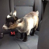 baby goat sasha (@backseat_goat) 's Twitter Profile