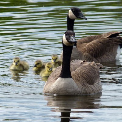 Goose32563's profile picture. Just a Goose