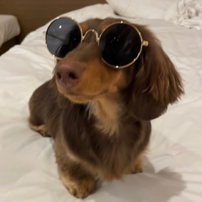 urichan0321's profile picture. 2024/3/21🎂2024/8/24🏠 ミニチュア･ロングヘアー･ダックスのチョコタン💕 甘えん坊暴れん坊の女の子🐶 #犬好きさんと繋がりたい