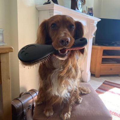 Retired Geordie originally from Tynemouth living in Cumbria by the sea . Save the NHS.💙. ❤️Star the Cocker spaniel,❤️books, gardening , photography , nature ❤️