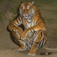 Brownie ( Yulin Festival evangelist) (@p36237) 's Twitter Profile Photo Brownie ( Yulin Festival evangelist) (@p36237) 's Twitter Profile Photo