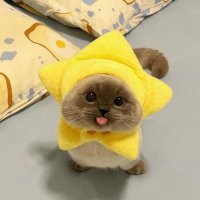 PiaBeingRandom (@piabeingrandom) 's Twitter Profile
