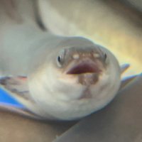 ์ซ (@feelsospaceyyy) 's Twitter Profile Photo ์ซ (@feelsospaceyyy) 's Twitter Profile Photo