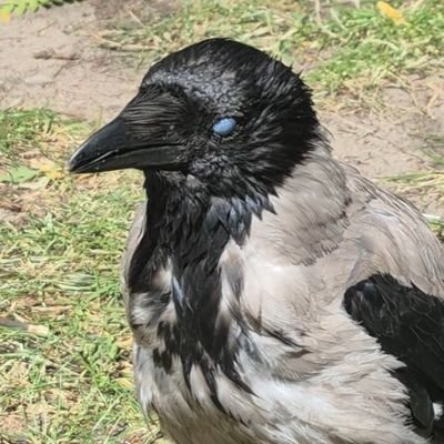 Totally Not SleepyHungryyy Doc | π Profile