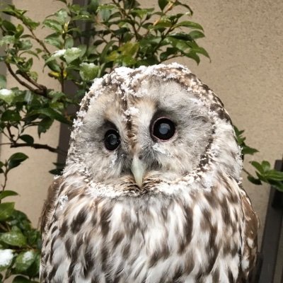 1jzowl's profile picture. 