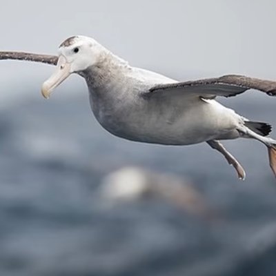 Albatross_Off's profile picture. Without proper definitions, every argument is built on quicksand.