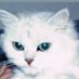 灰猫Mk2 (@high_neco_mk2) Twitter profile photo 灰猫Mk2 (@high_neco_mk2) Twitter profile photo