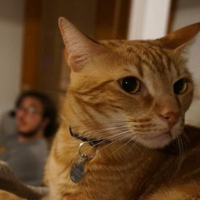 yeahmarranau's profile picture. CEO de los Maricones   25yo otosí-cuida-larves-escriptor-de-coses-pare-de-cigronet-i-xufa-julandrín-escolta-manel-deliri-posmodern