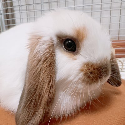 いきもの沼🐰爬虫類(カメレオン・ヘビ・ヤモリ)、ハムスター、インコ3羽、ホーランドロップのまろやかと暮らしているアラサー女です🦎