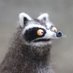 Camarade Raccoonine a.k.a kiki le fada (@poopymacpoop) Twitter profile photo Camarade Raccoonine a.k.a kiki le fada (@poopymacpoop) Twitter profile photo
