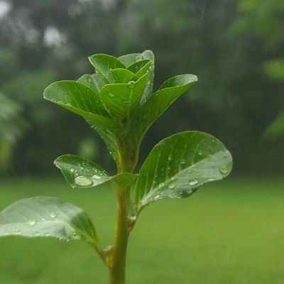 smhasanbro's profile picture. Trader