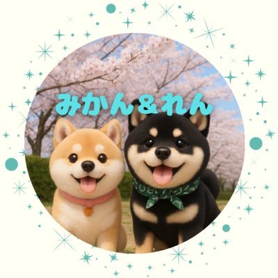 sibainu61822's profile picture. 空組ラッキー2014年🌈ココアとミニーとベル2015年🌈マックとジュニア2019年🌈2022年チョコ🌈  現在2019年11月2日誕生黒柴♂蓮🐕2021年9月18日誕生赤柴♀蜜柑 🍊https://t.co/JY7oXX2ivi #広島県在住、蓮と蜜柑は #海田犬舎出身
