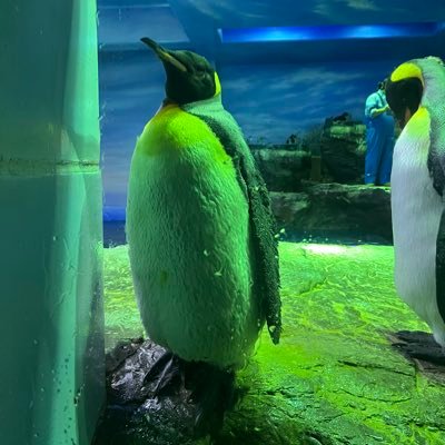 eVBHo12Qp552221's profile picture. 裏垢男子 25歳 DT 貢ぎ❌ デブ 主に身分証🍌凸