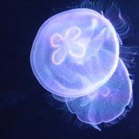 クラゲ🪼都内手押し🈯️🚚📮🗼 (@mat31700) 's Twitter Profile Photo