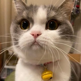 まん丸お顔のブリティッシュショートヘア🐈♀︎。名前はまる。2018.8.10生まれ。2018.10.22運命の出会い。目の上と下にアイラインが入ってるみたいなアイラインニャンコ💕飼い主の趣味はソロキャンプ🏕SnowManが好き💙⛄️