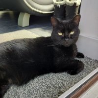 Poppy the Panfur (@lyttlenesh2) 's Twitter Profile