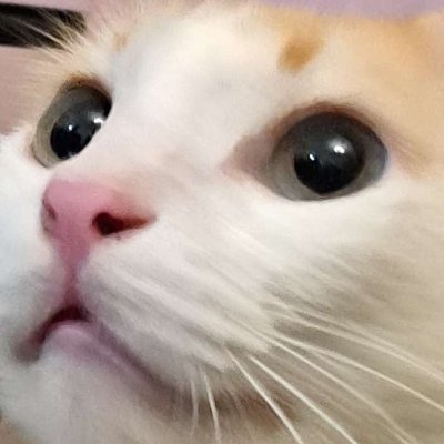 prismshrimp's profile picture. 