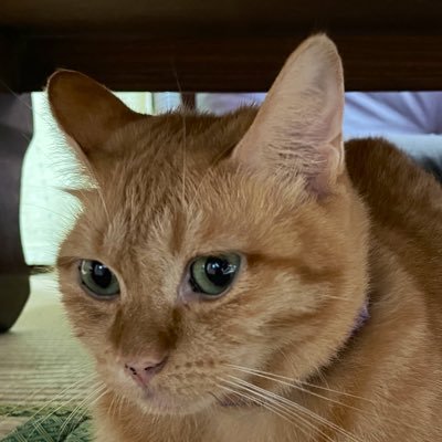 猫に仕える人間です🐾 主は2025年3月生まれのブリティッシュショートヘア女子、名前はニコです🐈 猫好きの方への無言フォロー失礼します🙏猫好きさんの無言フォロー大歓迎です😊猫の魅力や雑学をYouTubeでお届けしています😸是非ご覧になって下さい😸DMは返信出来ないかもしれません😿