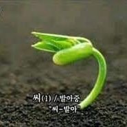 씨Y발아 (@seed_spr0ut) 's Twitter Profile