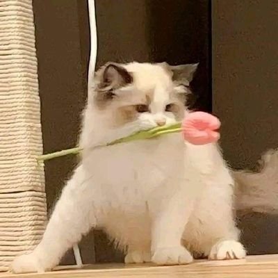 fan account ༘♡ ʙᴛꜱ ♡̶ ᴇɴʜʏᴘᴇɴ ⛸️ ꜱᴠᴛ ⟡ ᴅᴀʏ6 ✩ always 🍒🍍 ✩ @Nnattawin1 🐱🌻 ✩ @bbil1ypn 🐈💫 ✩ @shonapat_ 🐶🍊 | giveaway #fromYourCandy
