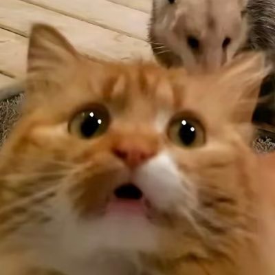 cryptoedu16's profile picture. @MorphLayer