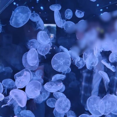 hrto_3315's profile picture. 勲章コレクター 海上自衛官目指したりもしてる高校生です。 基本リプとかRTしかしません。 海自東京音楽隊のファンです。 あと、打楽器やってます。鎌倉時代好きな人とかミリオタとか絡んでね ナウル検定五級