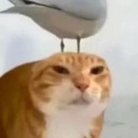 ho.. (@hoh0ly) 's Twitter Profile