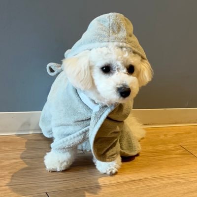 アポちゃんやんちゃなしろ色dog(おんなのこ)🐻❄️🫶焦げてるお耳がトレードマークです🍞2024.09.23🧁비숑