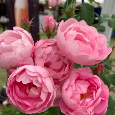 x5169182621881's profile picture. 愛で繋がる世界平和、🇯🇵今が変化の時、世界が羨む日本になろう。#愛で繋がる世界平和 #家庭連合 #拉致監禁 #勝共連合