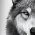 Wolf (@classylimited) Twitter profile photo Wolf (@classylimited) Twitter profile photo
