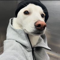 ani (@anirj11) 's Twitter Profile