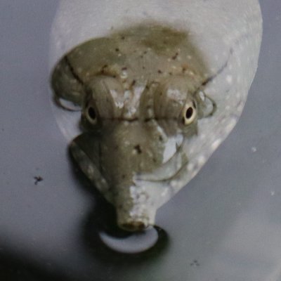 BauchiEtcTsu's profile picture. 日々の生活の中で起こった取り留めのない出来事を発信していきたいです。