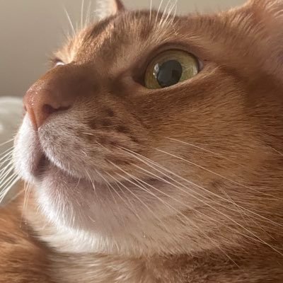 wu_gafugafu's profile picture. 