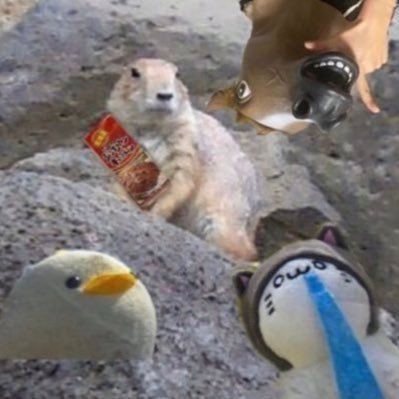 北米地方の草原出身、上野動物園育ちの齧歯目リス科の小動物。それが私「ぷれーりーどっぐ」です🐿️ ラブライブ:花陽、曜、千砂都、米女メイ/デレステ:仁奈、森久保P/NIKKEちしかん/勇者:1919/おとなりさん/頑張る推しを全力で応援しています!初めましての方もお知り合いの方も、君たち!後楽園遊園地で僕と握手✨🤝✨