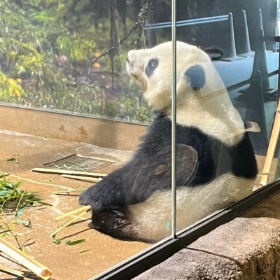 popaipopaipopo's profile picture. 胃が痛い。